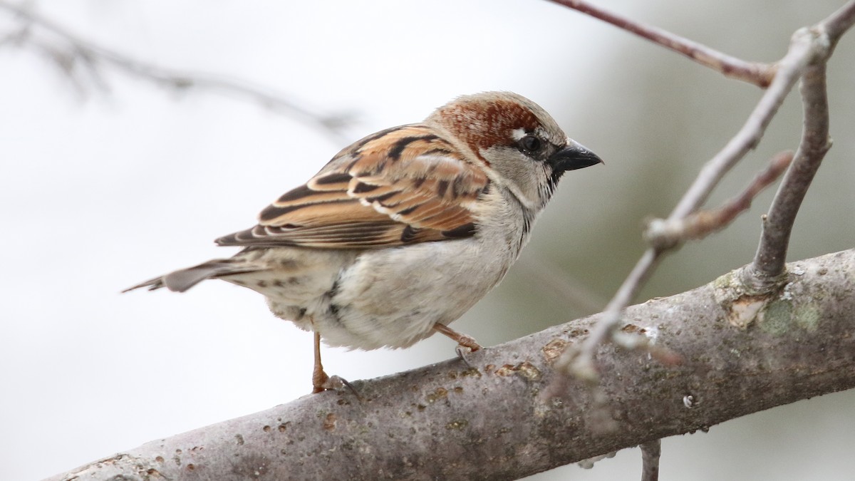 House Sparrow - ML25714301