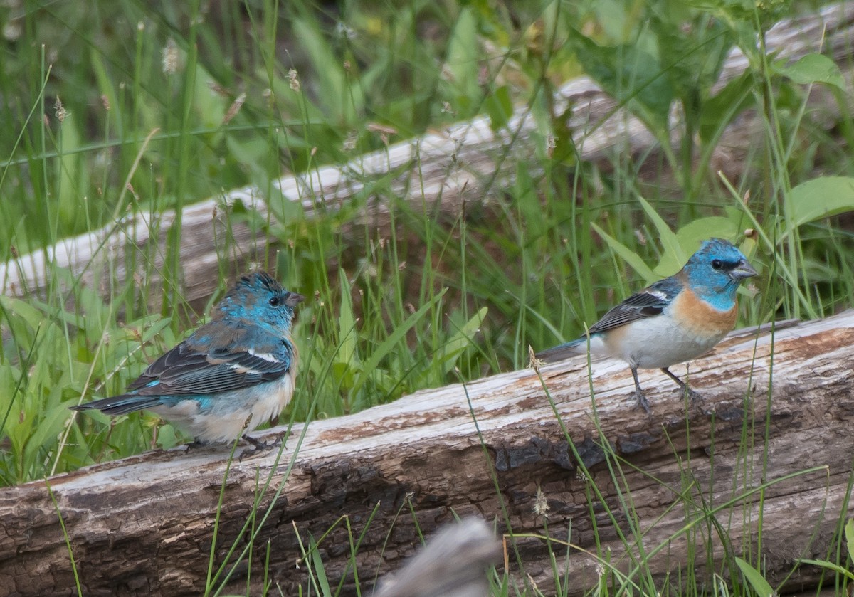 Lazuli Bunting - ML257143121