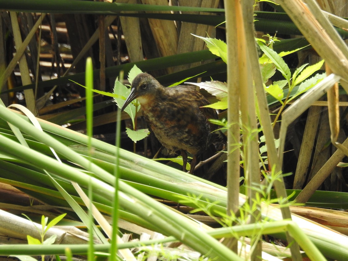 Virginia Rail - sylvain murphy