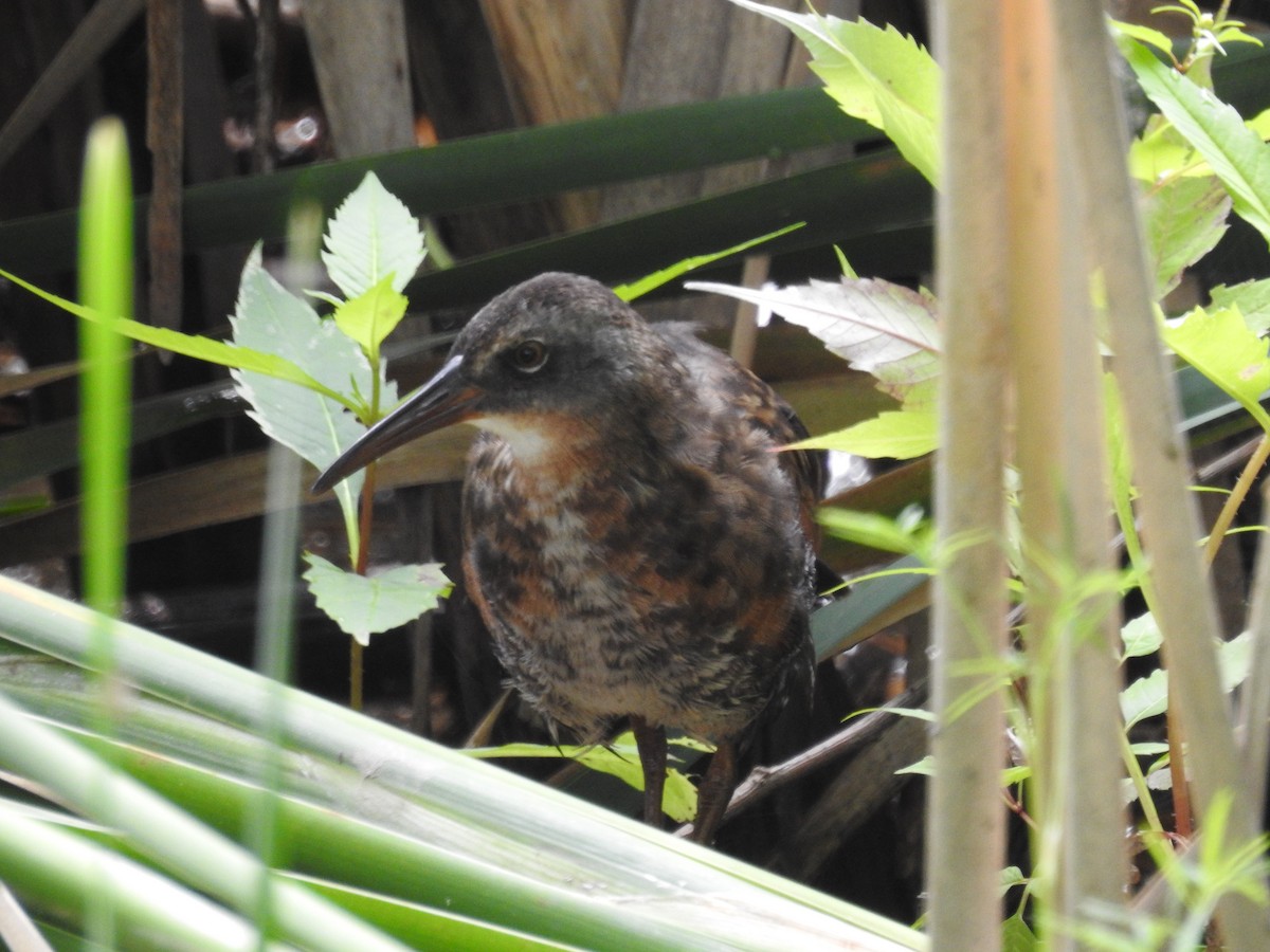 Virginia Rail - ML257147211