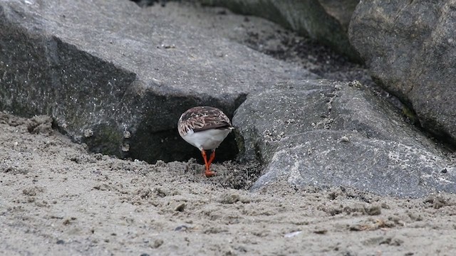 Ruddy Turnstone - ML257147401