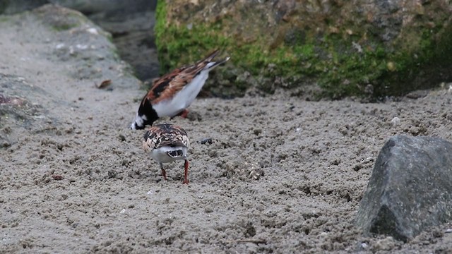 Ruddy Turnstone - ML257147511