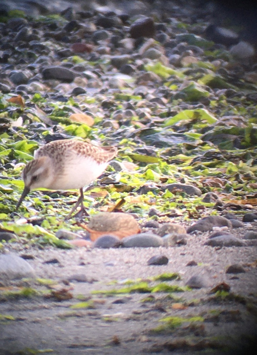 Semipalmated Sandpiper - ML257149221