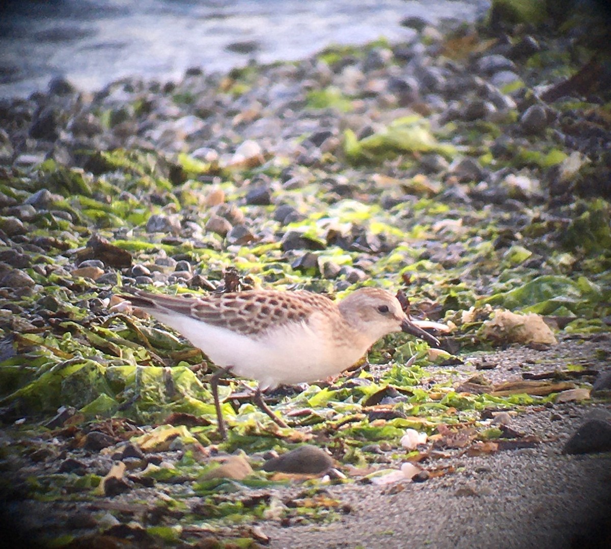 Semipalmated Sandpiper - Pam Cahn