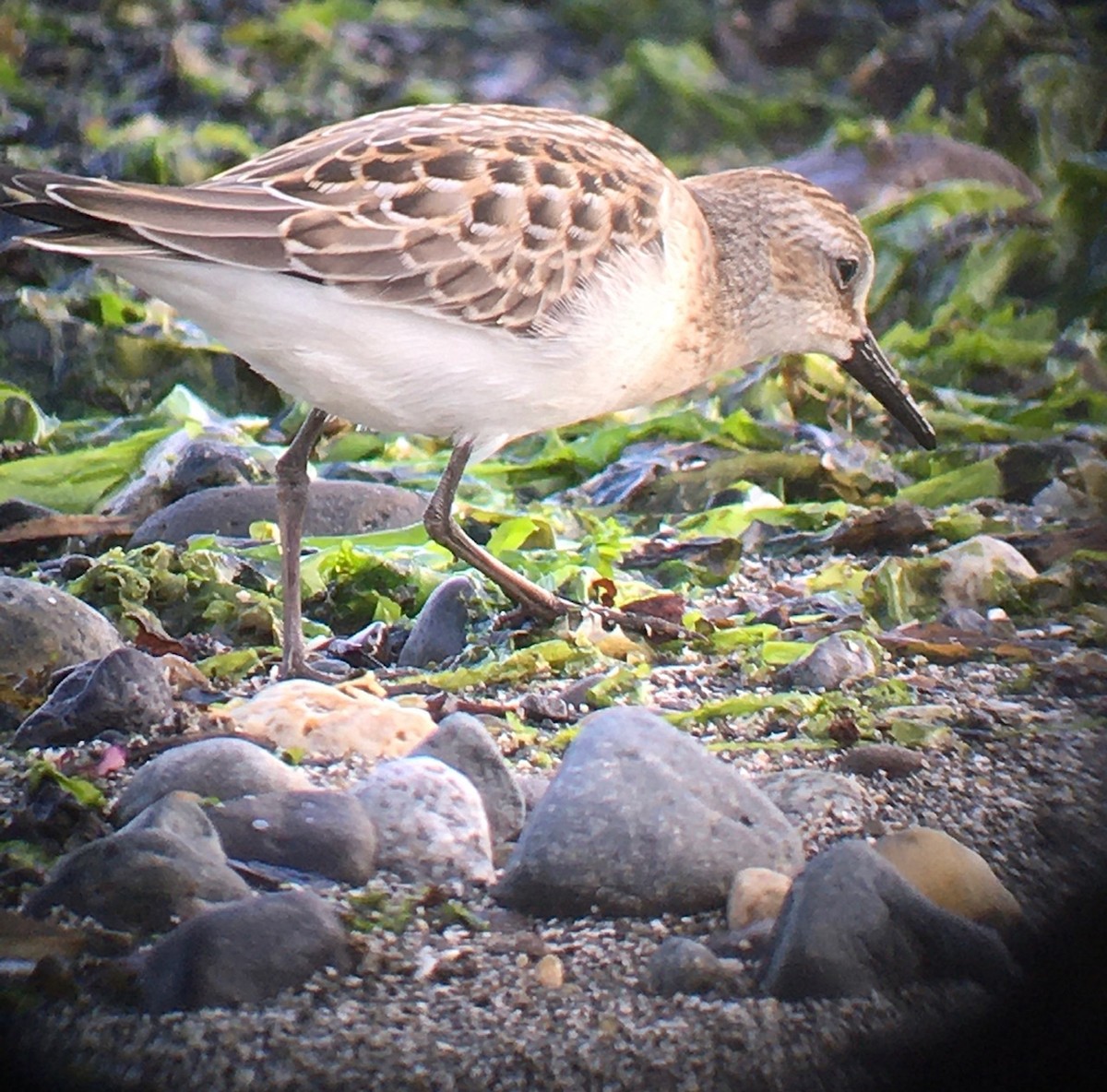 Semipalmated Sandpiper - Pam Cahn