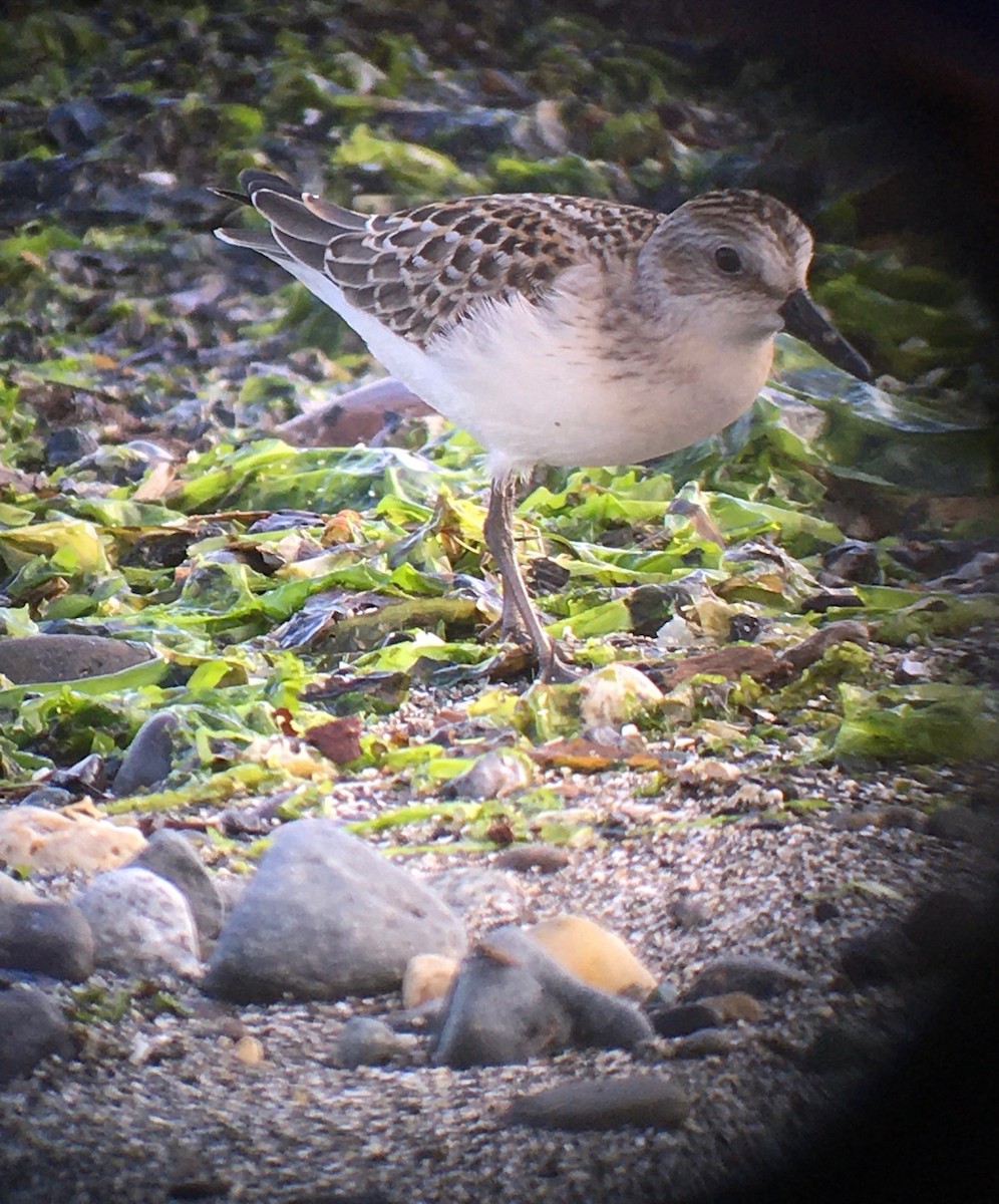 Semipalmated Sandpiper - Pam Cahn