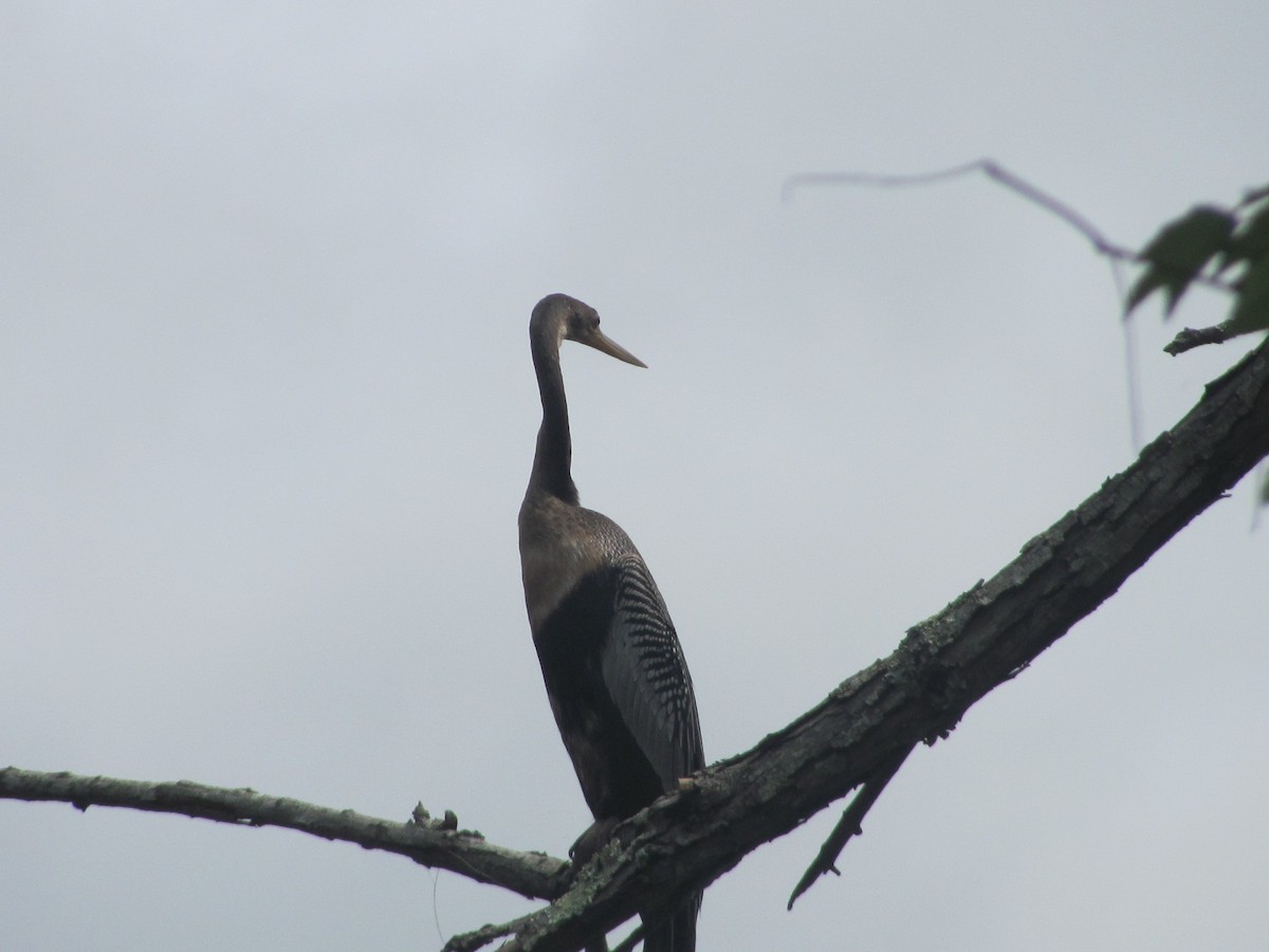 Anhinga - ML257150021