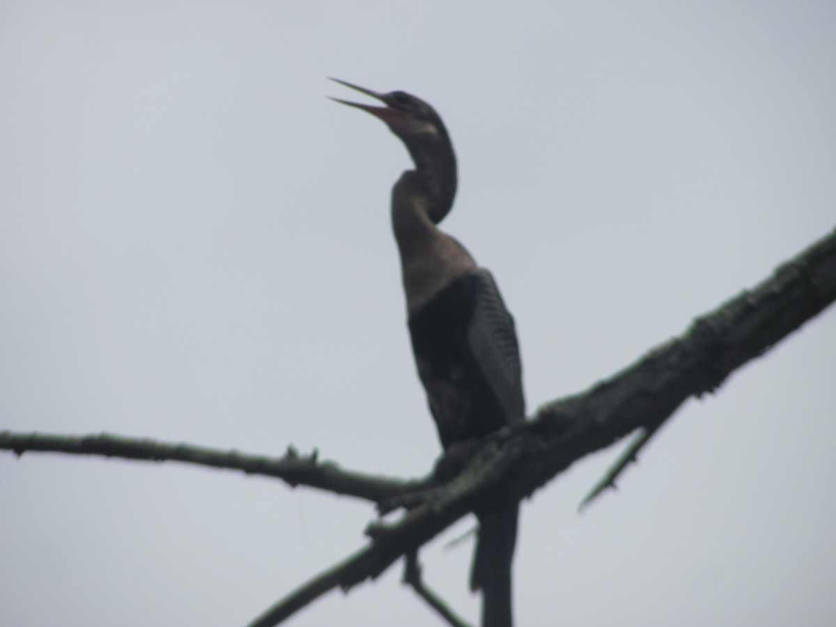 Anhinga - ML257150091