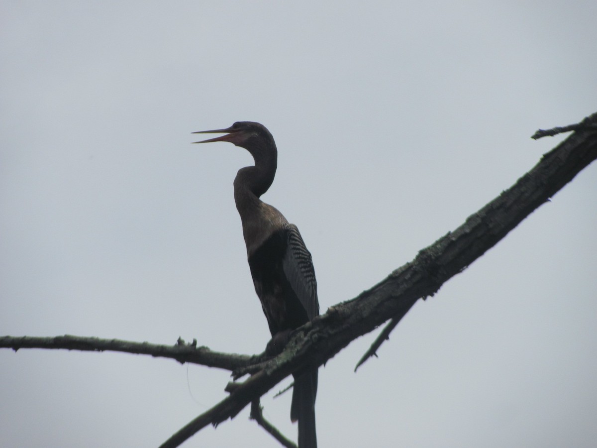 Anhinga - ML257150141