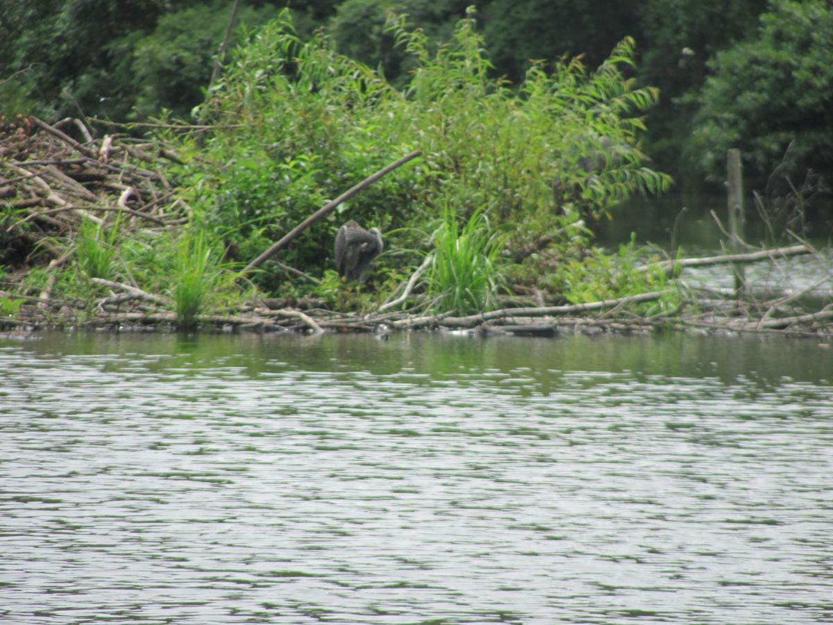 Yellow-crowned Night Heron - ML257150191