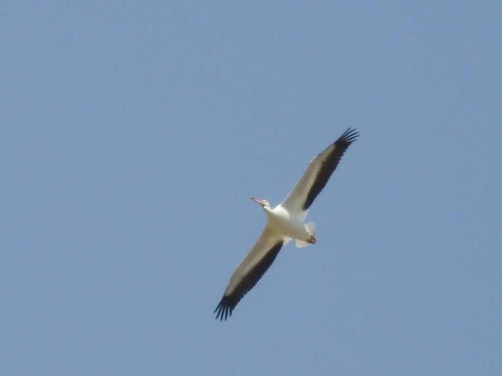 American White Pelican - ML257151531