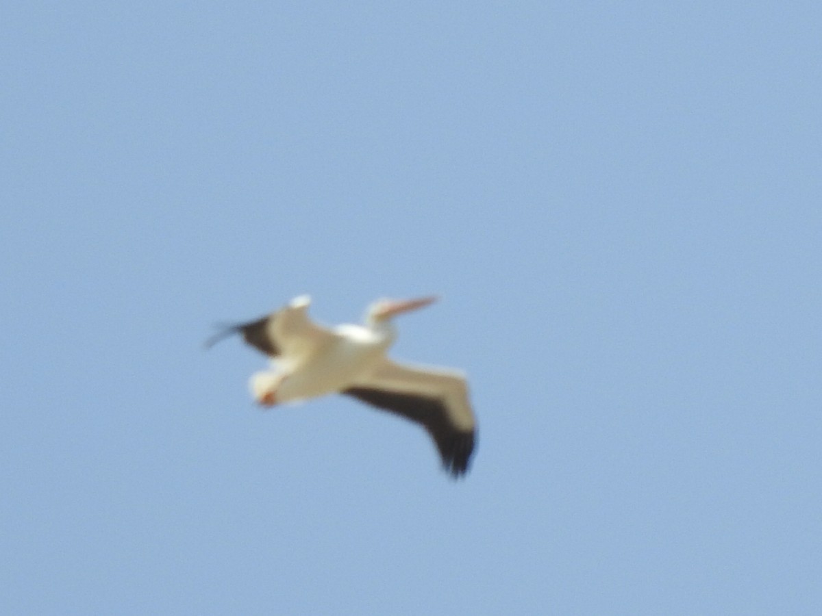 American White Pelican - ML257151561