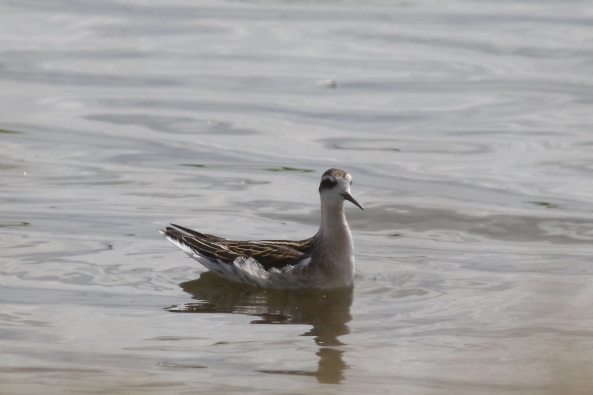 Red-necked Phalarope - ML257151901