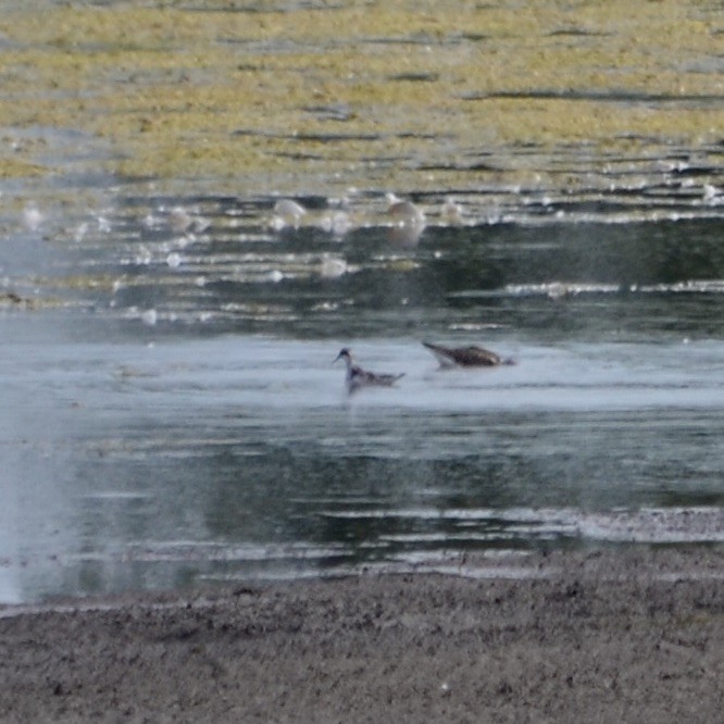 lyskonoh úzkozobý - ML257152981