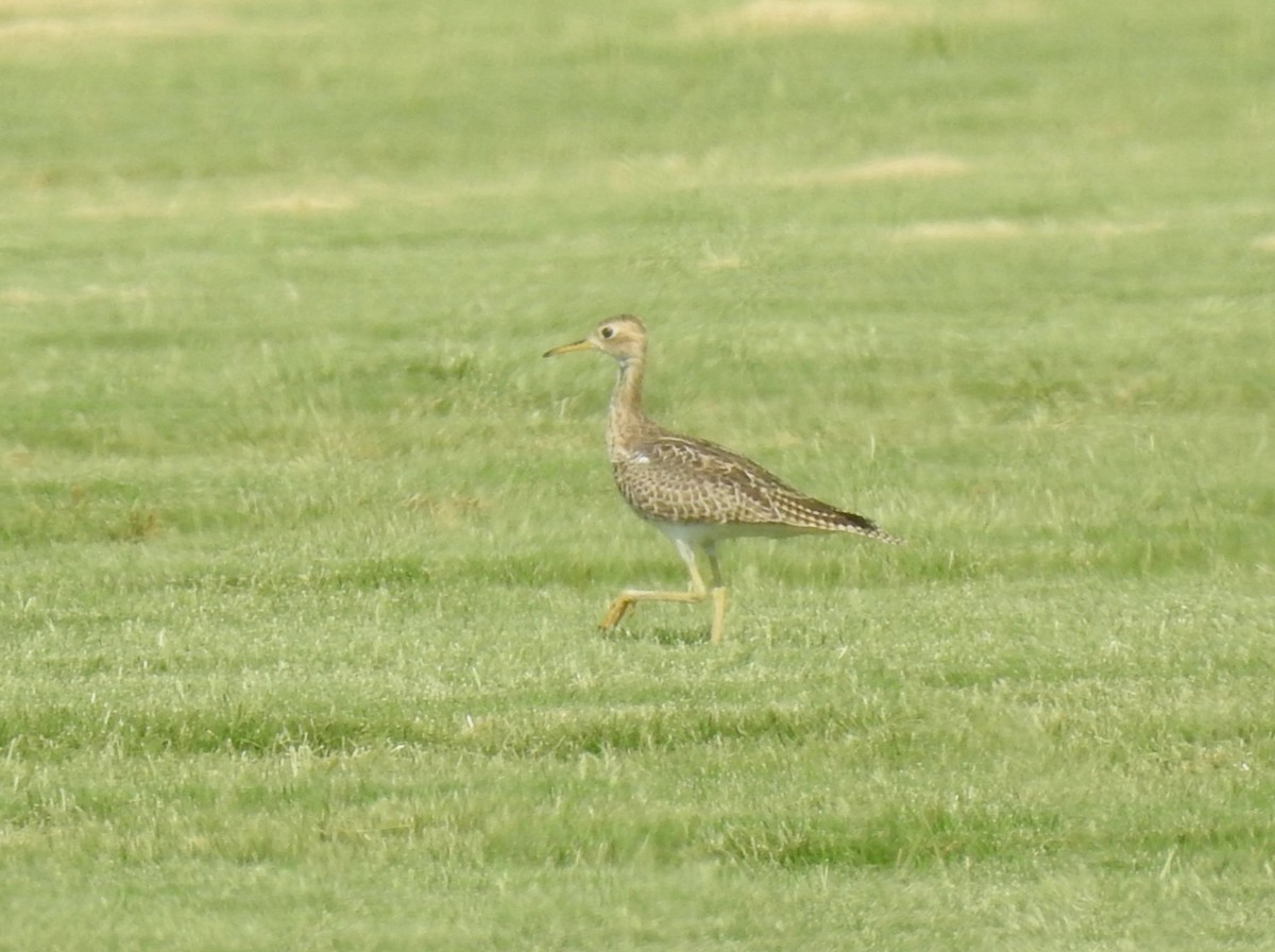 Upland Sandpiper - ML257153611