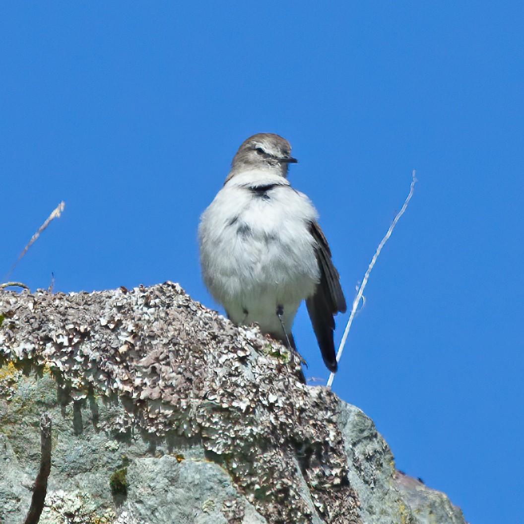 Plain-capped Ground-Tyrant - ML257153861