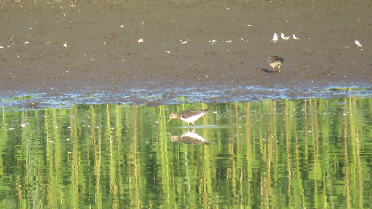 eremittsnipe - ML257153871