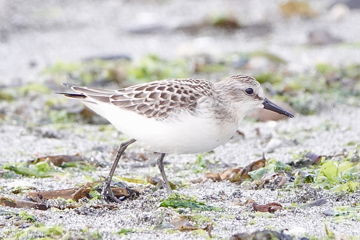 Semipalmated Sandpiper - Jordan Gunn