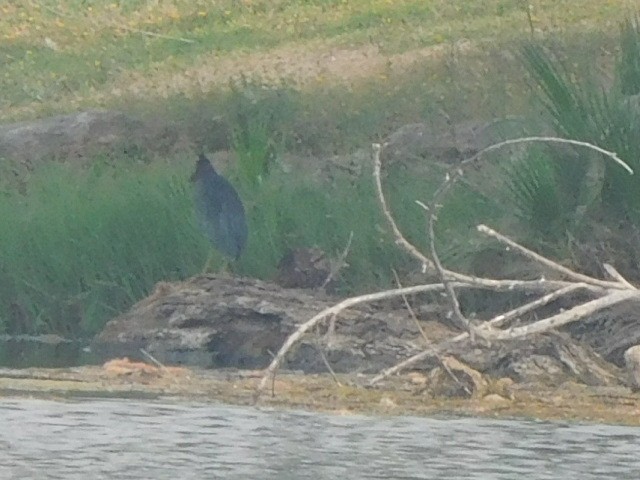 Green Heron - ML257156581