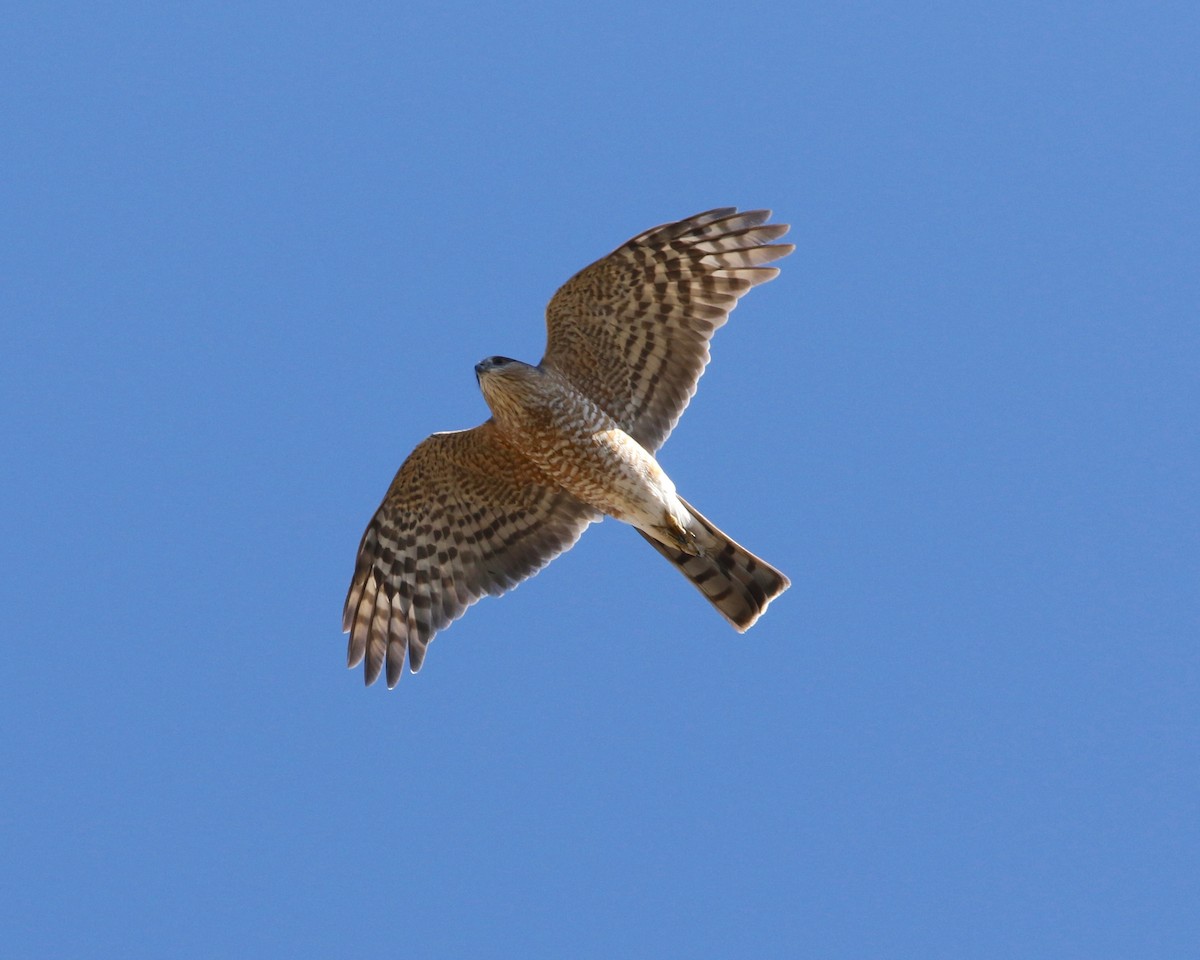 Sharp-shinned Hawk - ML25715721