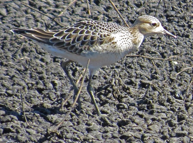 Buff-breasted Sandpiper - ML257158591