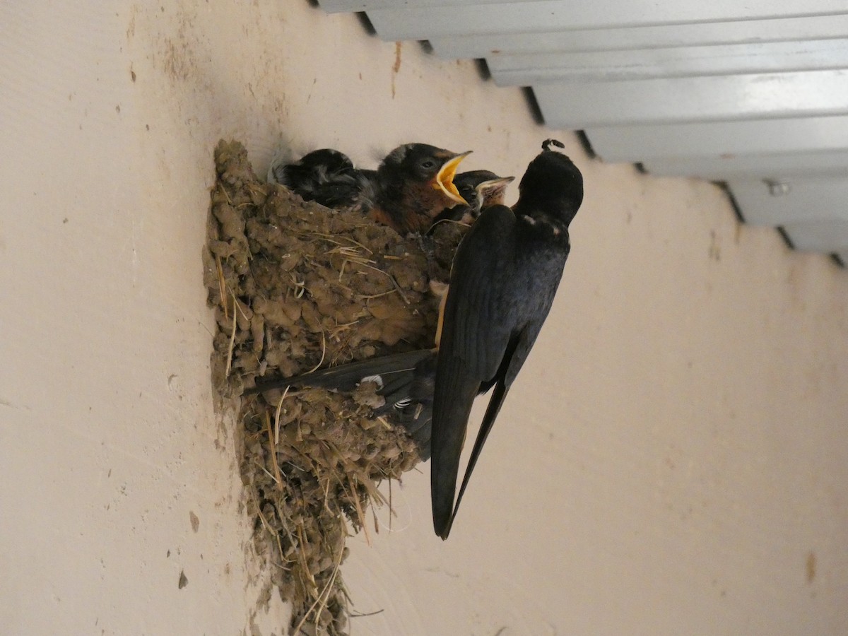 Barn Swallow - ML257160971