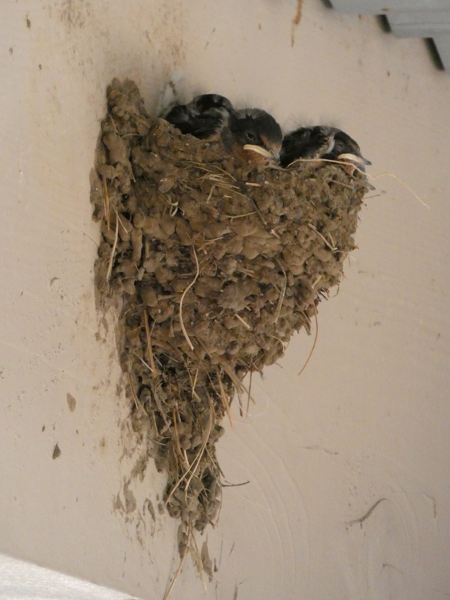 Barn Swallow - ML257160981
