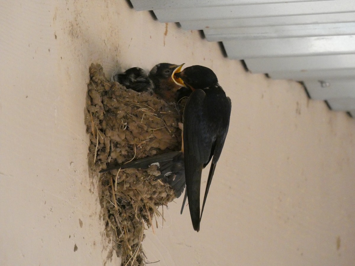 Barn Swallow - ML257161031