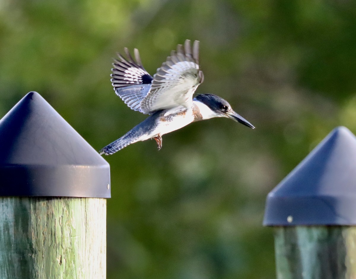 Belted Kingfisher - ML257161511