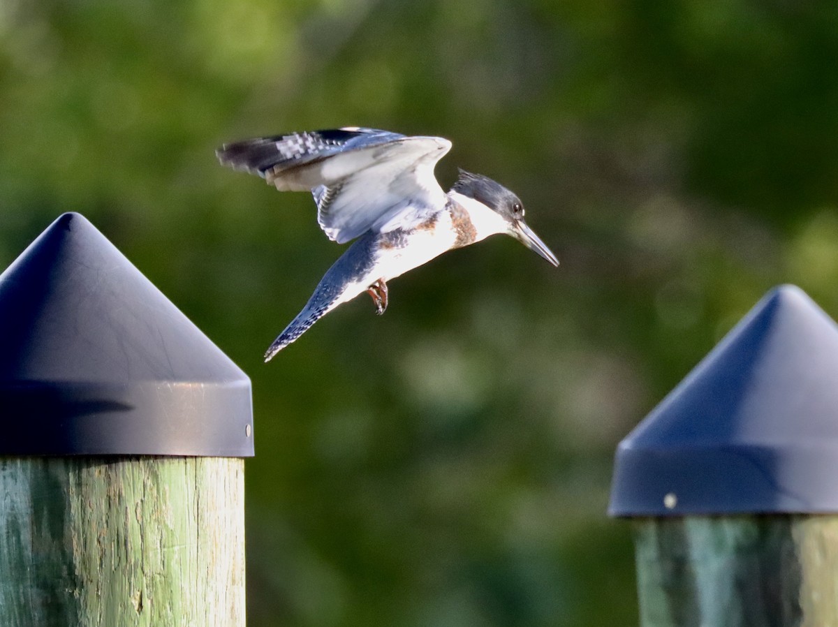 Belted Kingfisher - ML257161541
