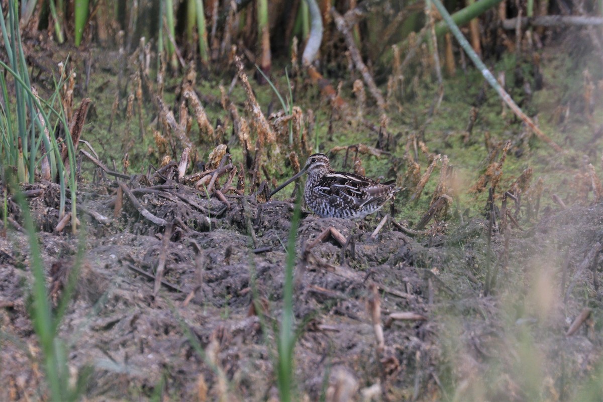 Wilson's Snipe - ML257161621