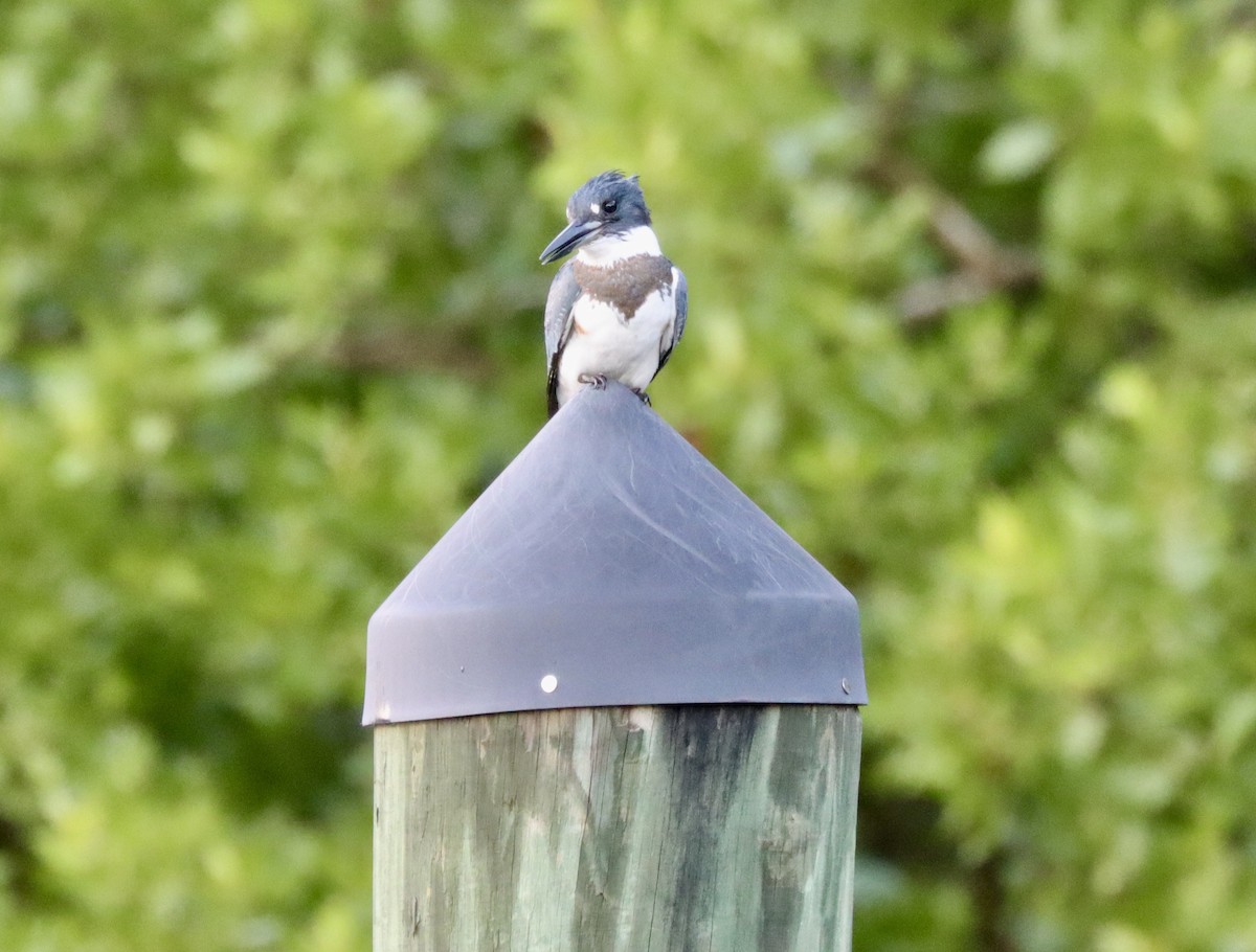 Belted Kingfisher - ML257161641