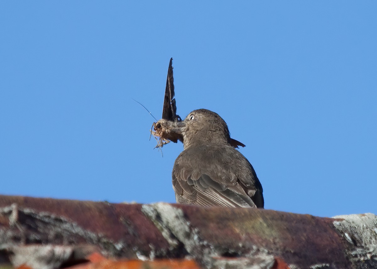 Black-billed Shrike-Tyrant - ML257165791