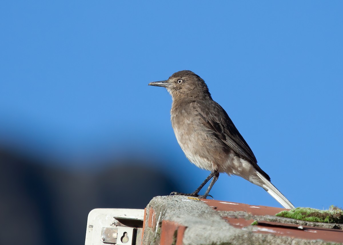 Black-billed Shrike-Tyrant - ML257165811