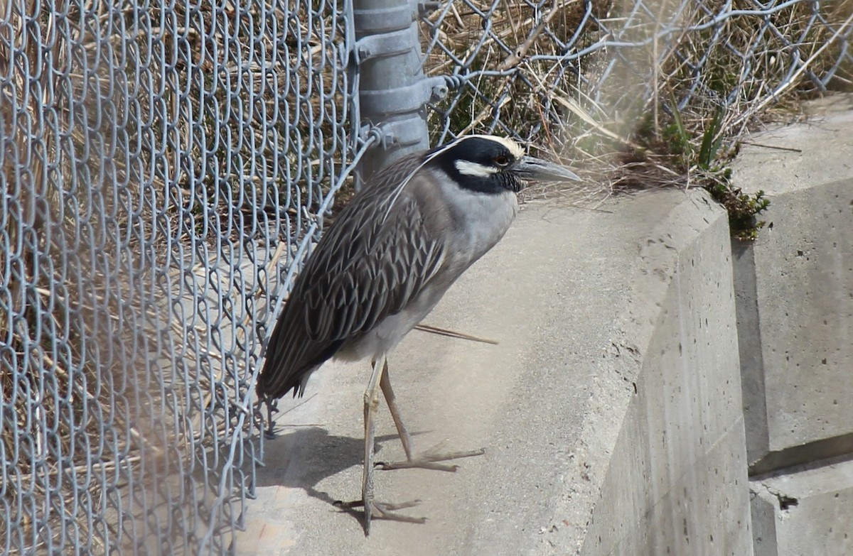 Yellow-crowned Night Heron - ML25716601