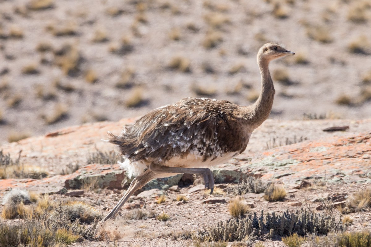 Lesser Rhea (Puna) - ML257166991