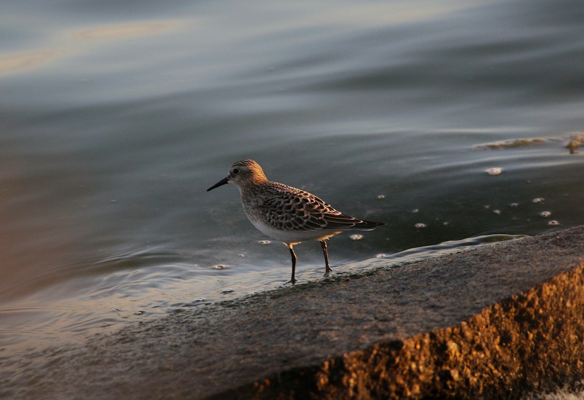 Baird's Sandpiper - Kiehl Smith