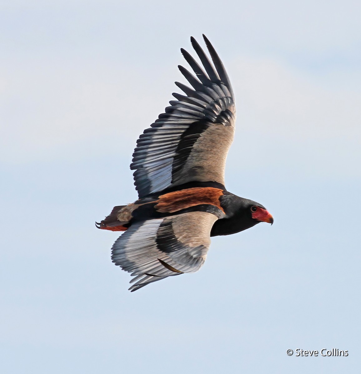 Bateleur des savanes - ML257168101