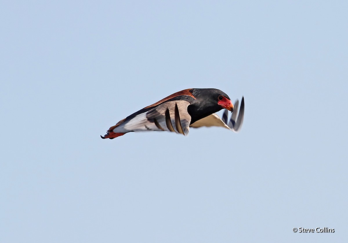 Bateleur des savanes - ML257168121