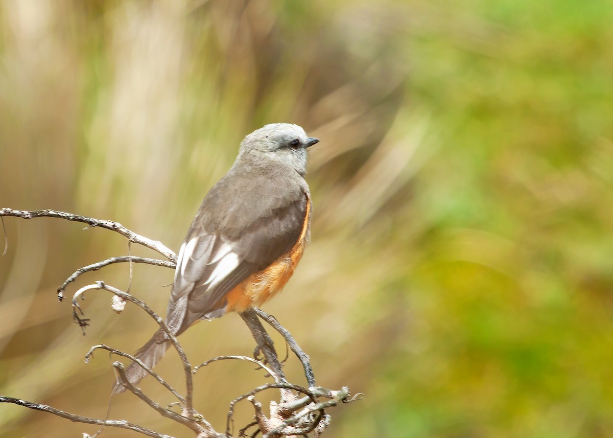 Red-rumped Bush-Tyrant - Sue&Gary Milks