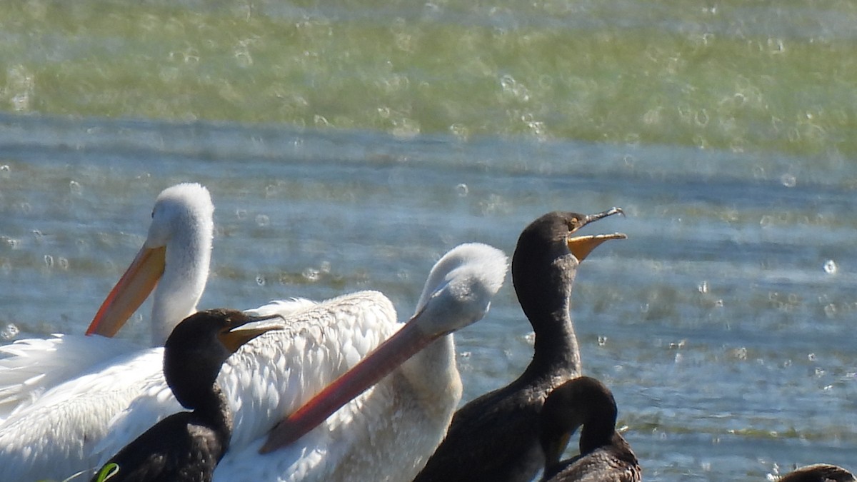 American White Pelican - ML257169721