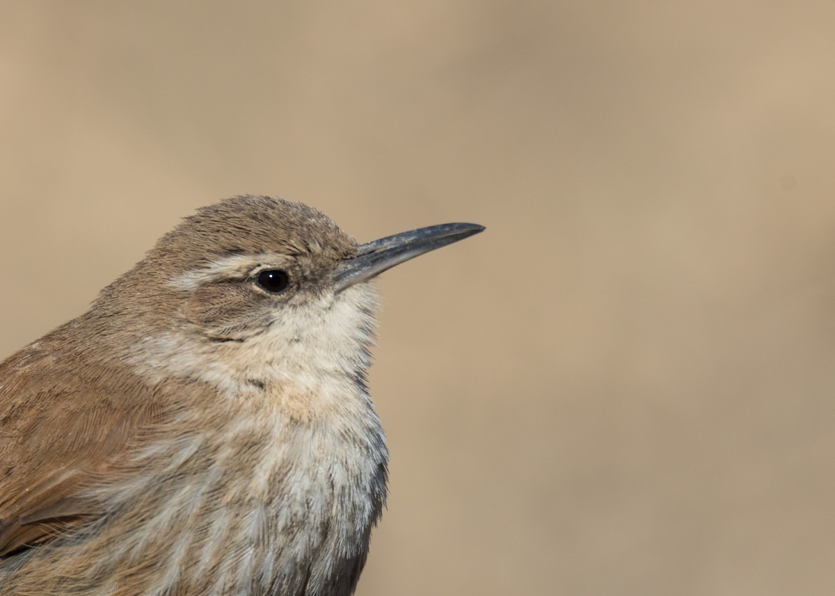 Straight-billed Earthcreeper - ML257170191