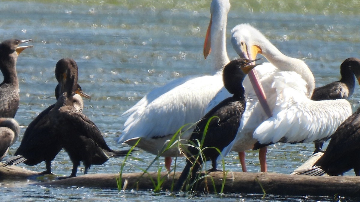 pelikán severoamerický - ML257170561