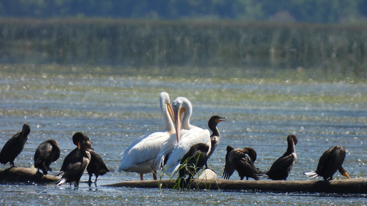 American White Pelican - ML257170721