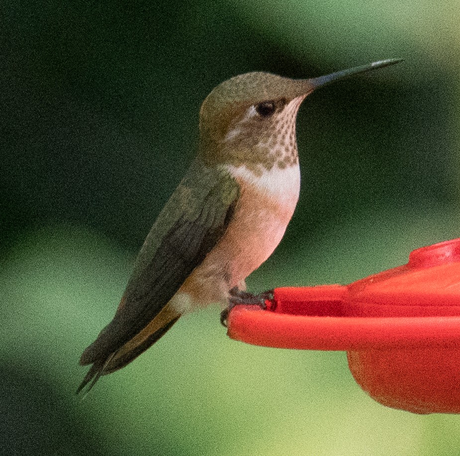 Calliope Hummingbird - ML257173201