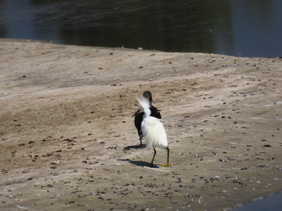 Neotropic Cormorant - ML257173351