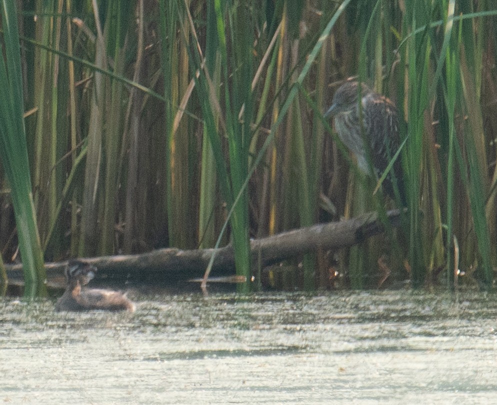 Black-crowned Night Heron - John Salisbury