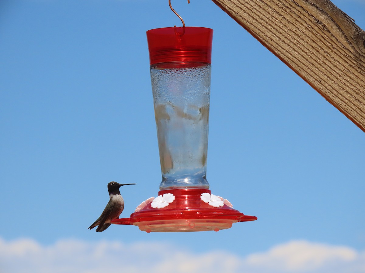 Black-chinned Hummingbird - Bruce Ackerman