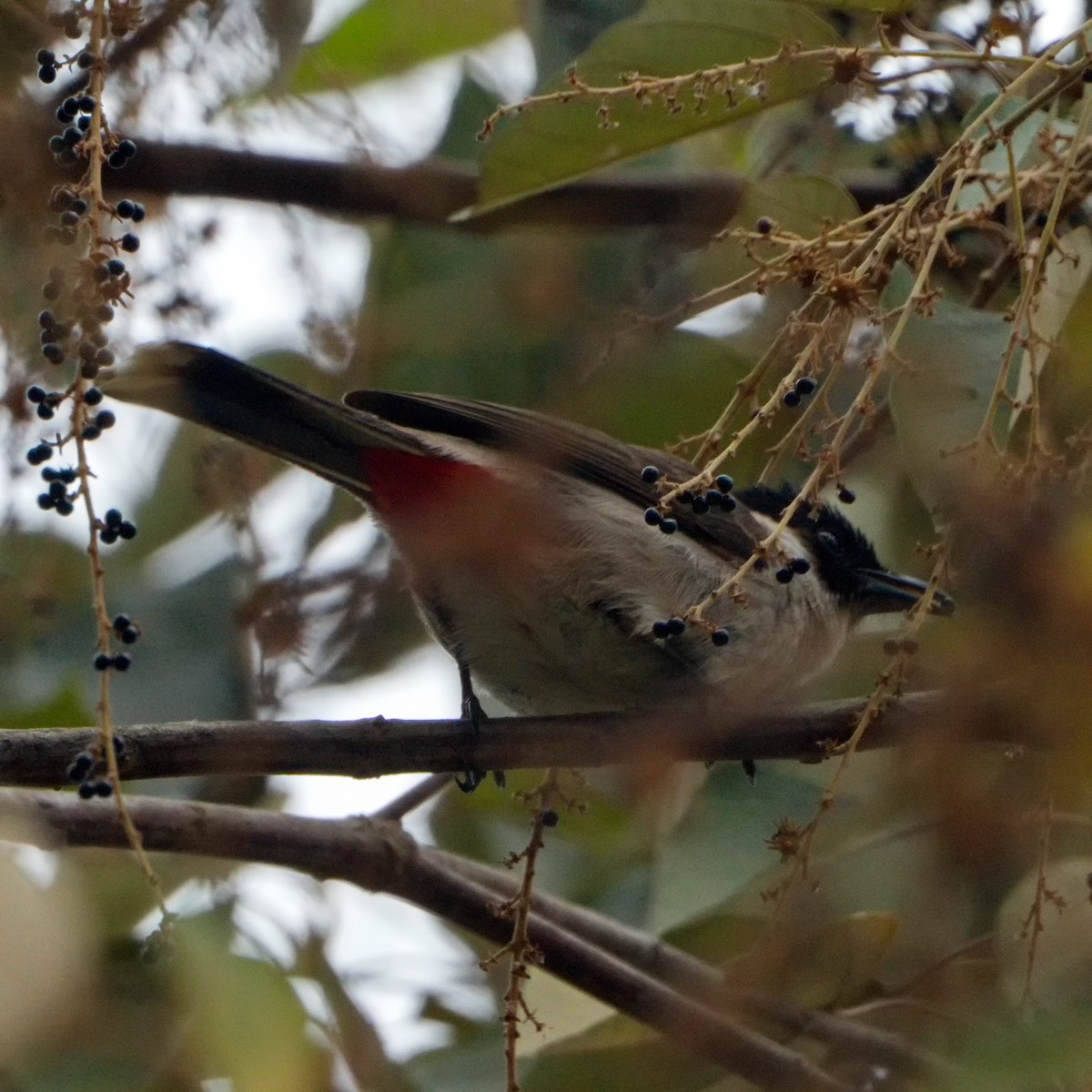 Sooty-headed Bulbul - ML257174431