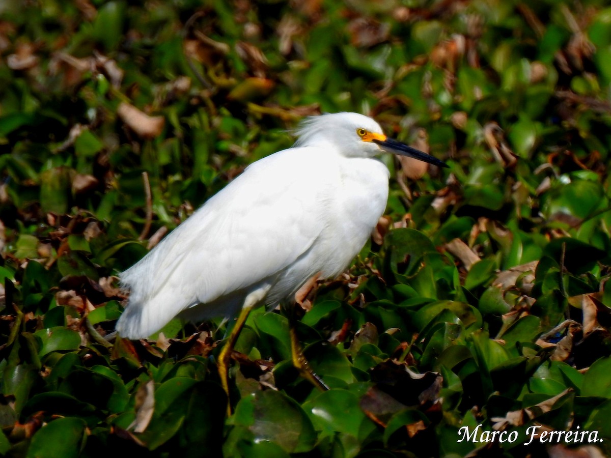 Snowy Egret - ML257174661